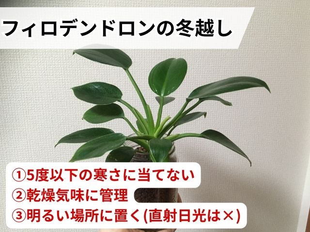 フィロデンドロンの冬越し方法