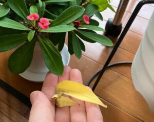 黄色くなって落ちたハナキリンの葉っぱ