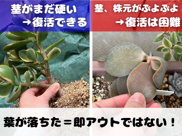 金のなる木が復活できるかどうかの見分け方