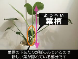 葉柄