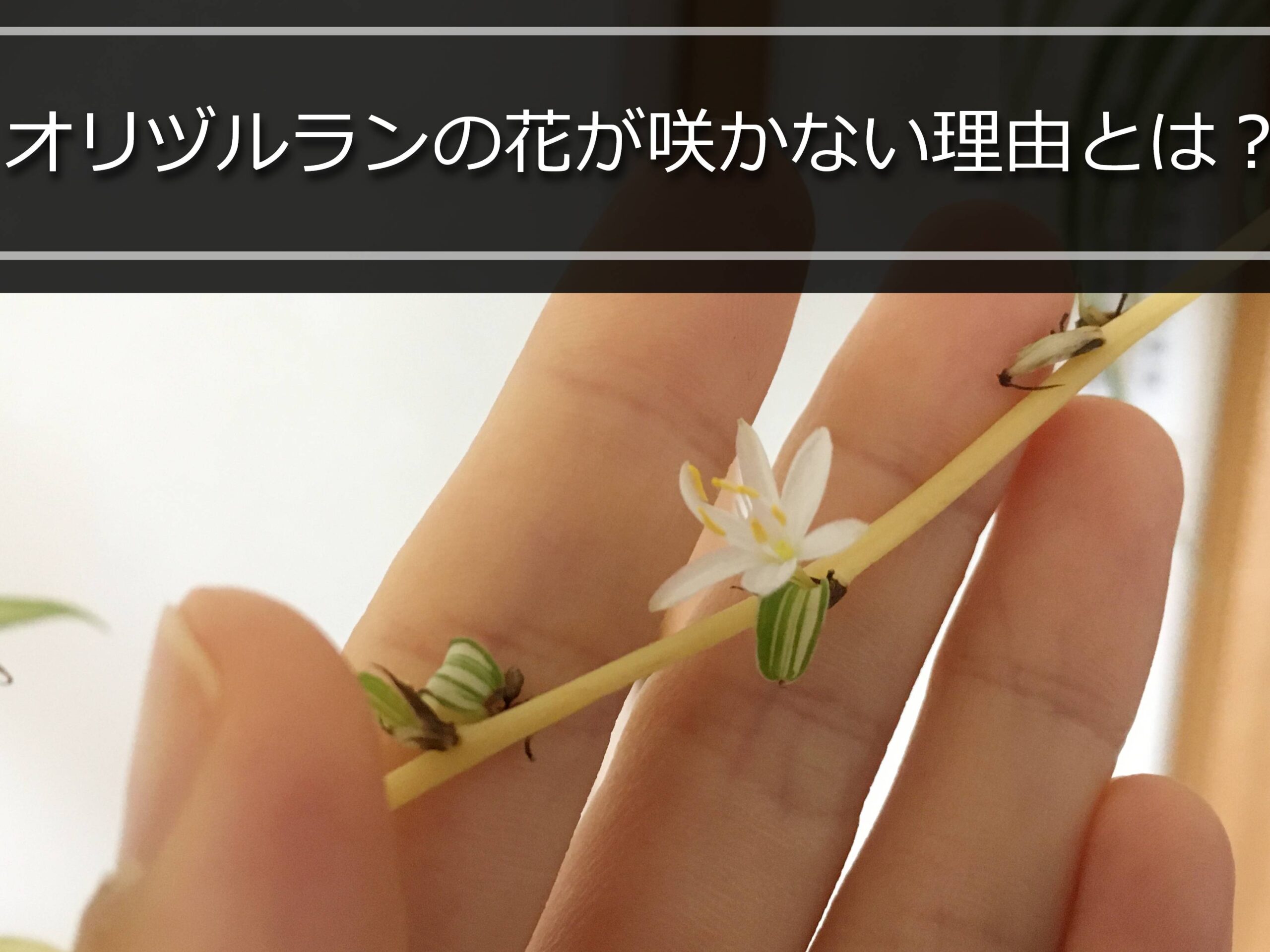 オリヅルランの花