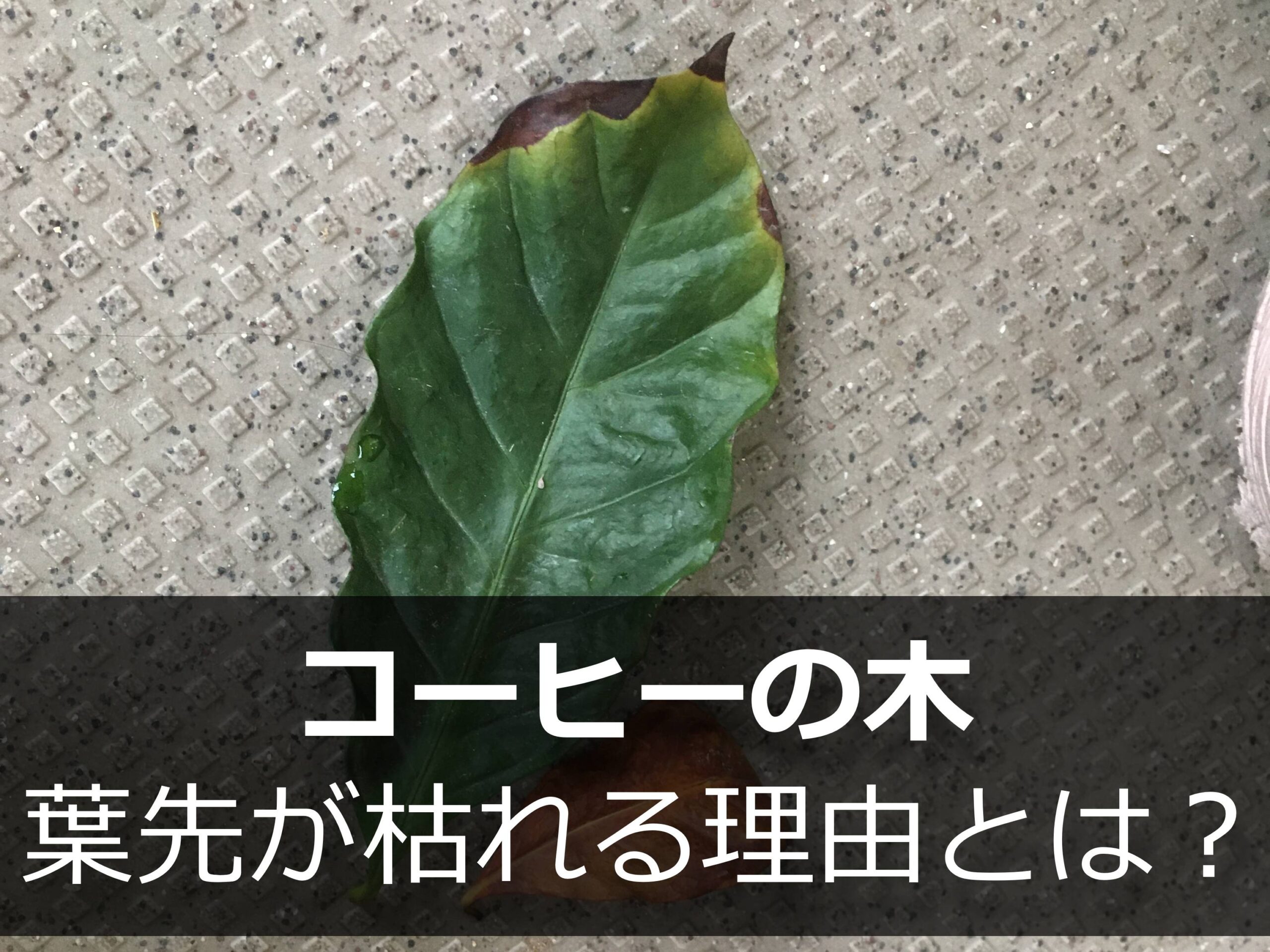 葉先が茶色く枯れた葉っぱ