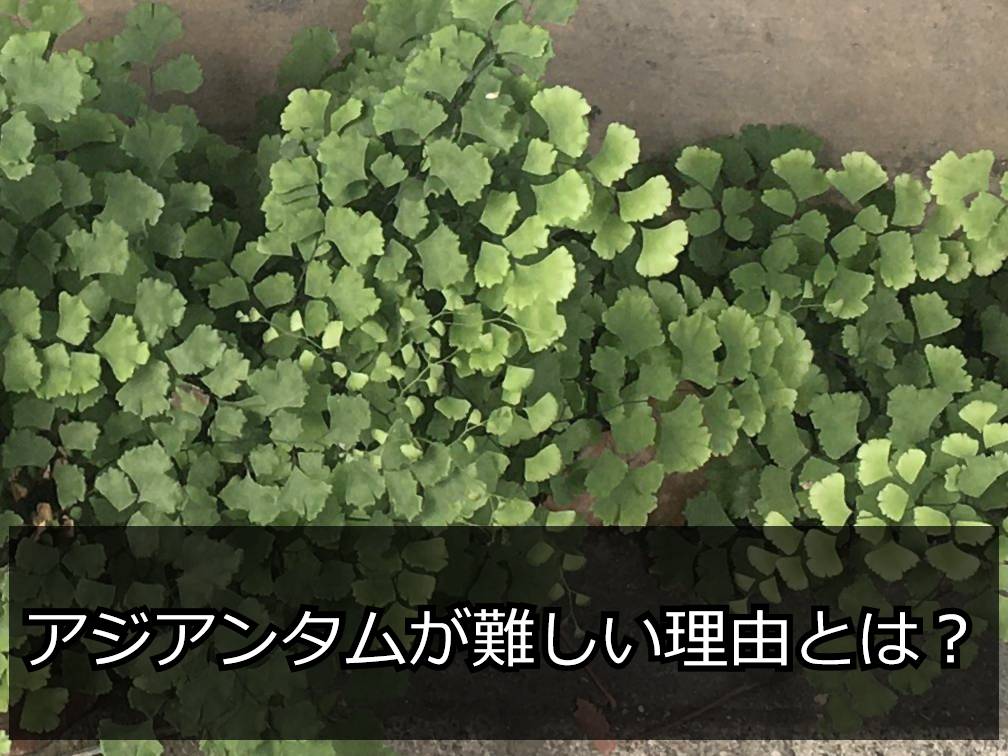 アジアンタム