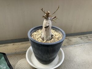 葉が全て落ちたガジュマル