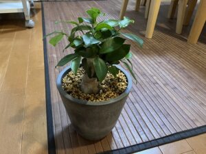 春になって葉が復活したガジュマル