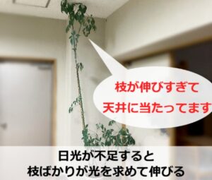 伸びすぎて枝が天井に当たったカポック