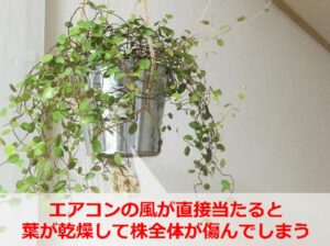 葉が落ちる前のワイヤープランツ