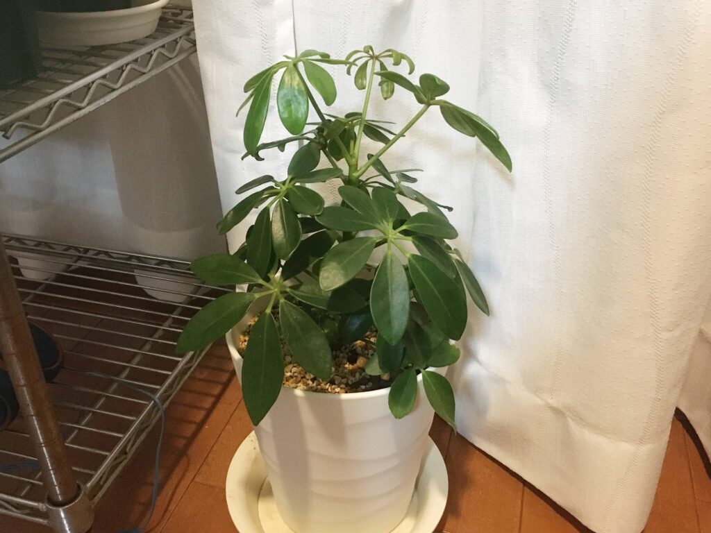 土に植えたカポック