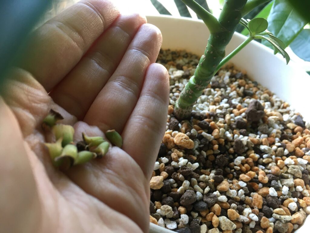 ポロっと取れたカポックの節 ポロっと取れたカポックの節