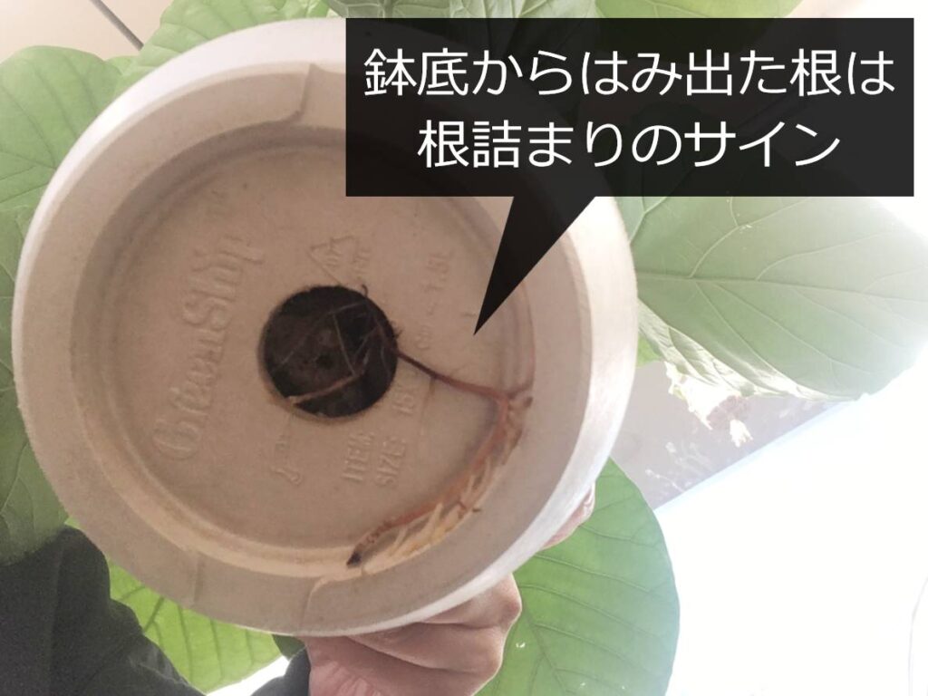 鉢底からはみ出たウンベラータの根