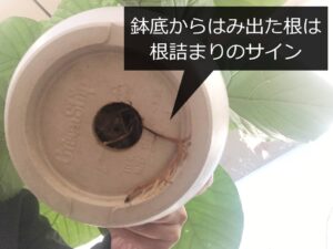 鉢底からはみ出たウンベラータの根