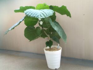 植え替え後のウンベラータ