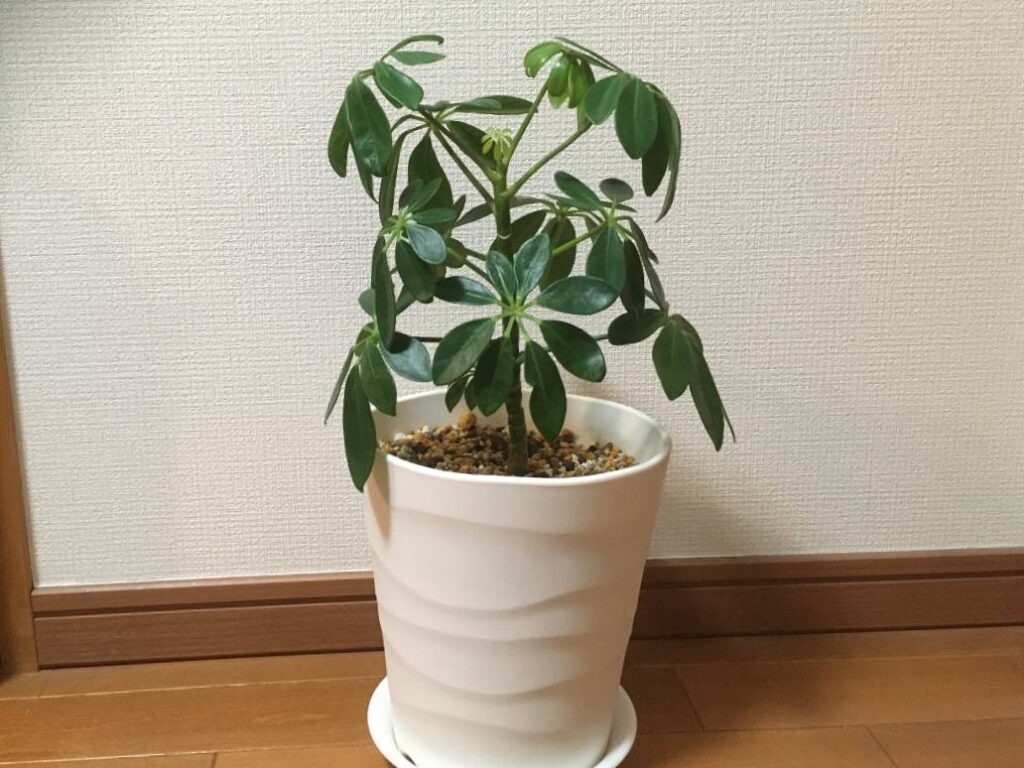 剪定から1か月経過したカポック 剪定から1か月経過したカポック