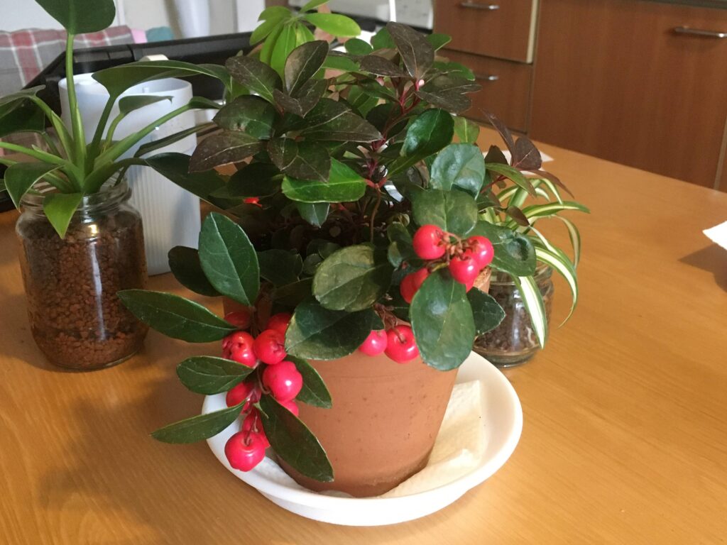 チェッカーベリーの鉢植え