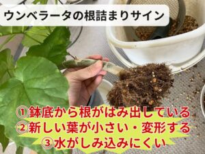 ウンベラータの根詰まりサイン3つ