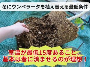 冬にウンベラータを植え替える最低条件