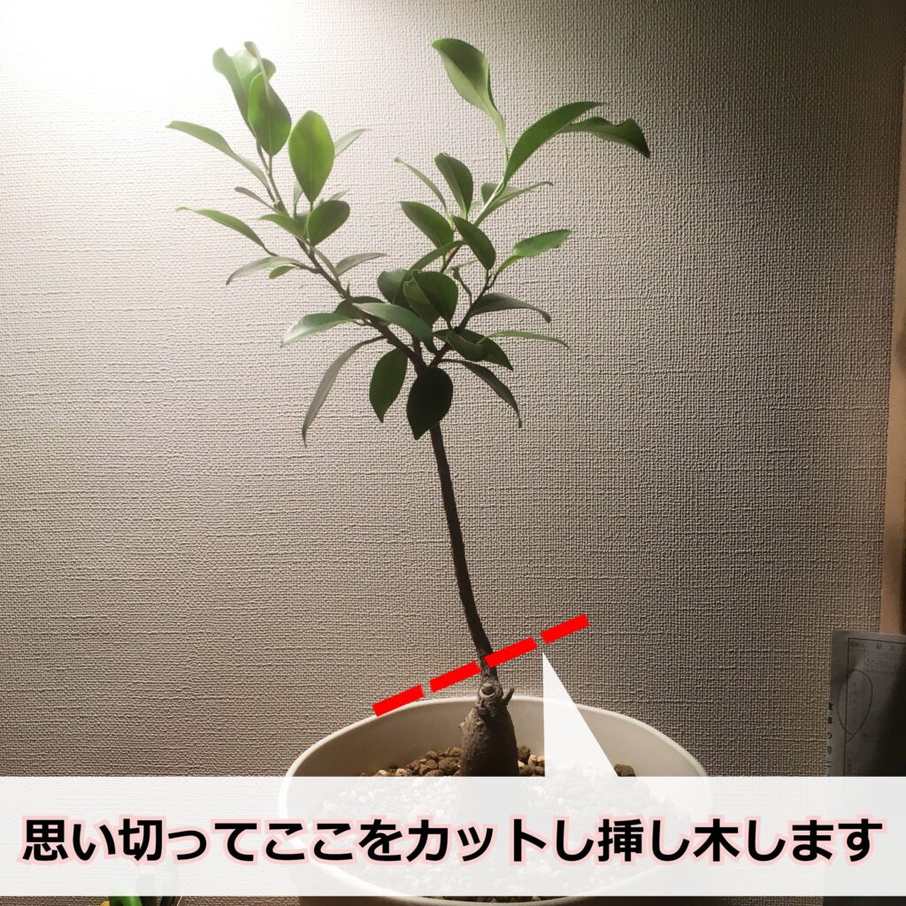 増やす前のガジュマル 増やす前のガジュマル