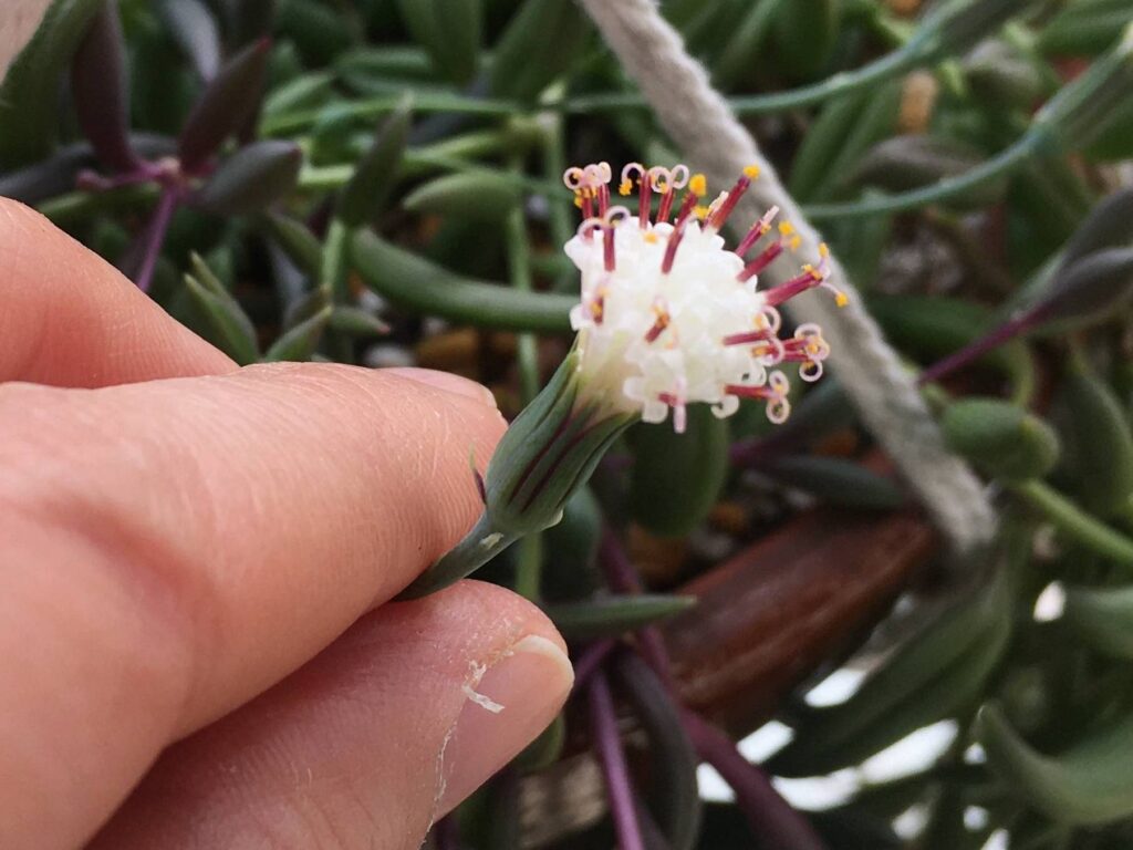 ポップコーンのような姿のグリーンネックレスの花