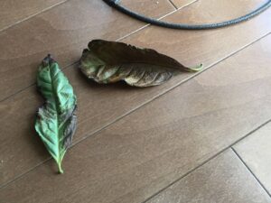 コーヒーの木の枯れ葉