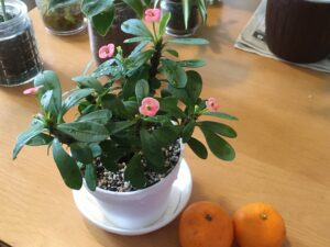 冬場のハナキリン