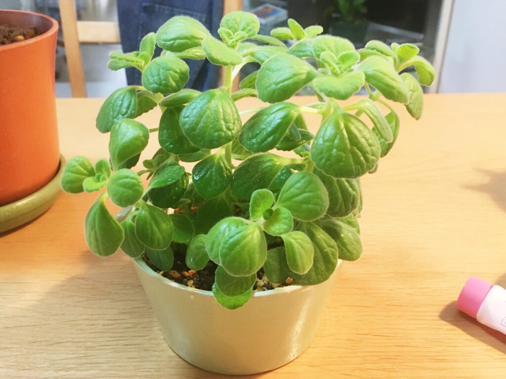 マグカップに植えたアロマティカス