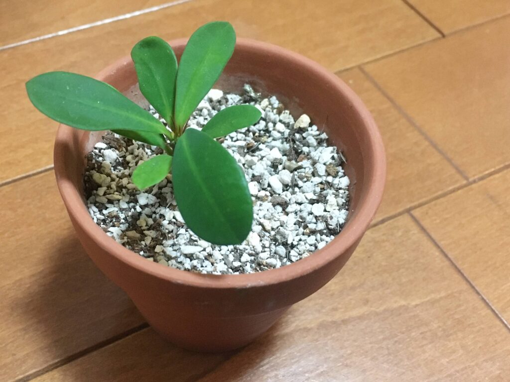 花が咲かないハナキリンの株