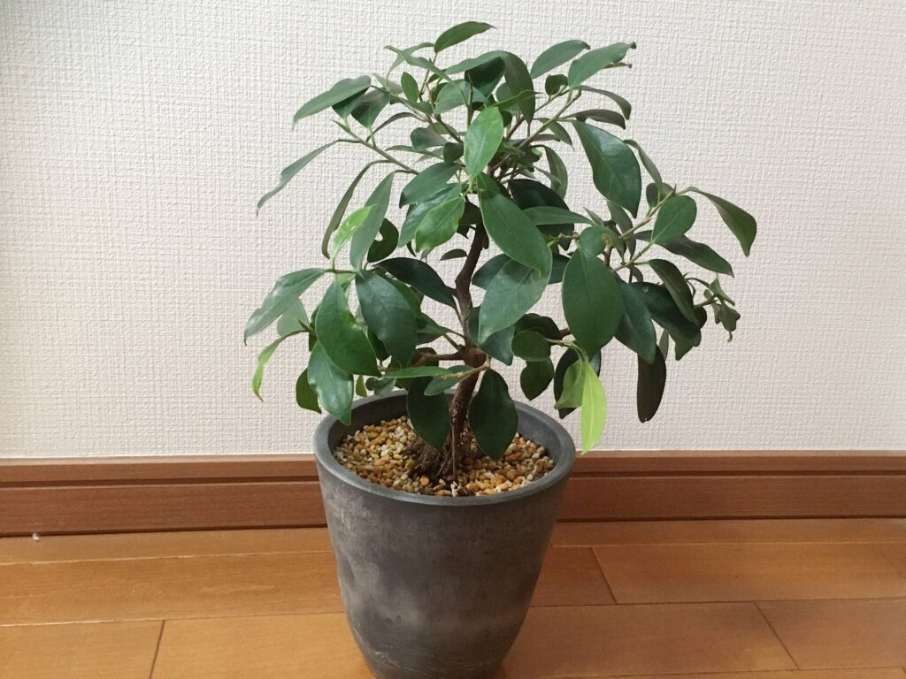 挿し木で増やしたガジュマルの2年半後 挿し木で増やしたガジュマルの2年半後