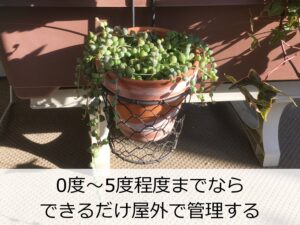 屋外のグリーンネックレス