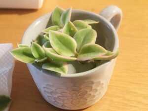 ベビーサンローズ