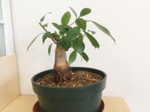 植え替え後のガジュマル