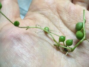 グリーンネックレスの挿し芽