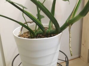 モンステラ