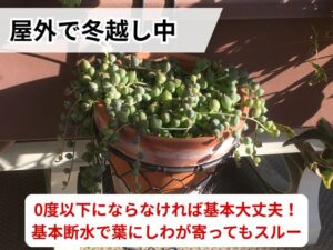 屋外で冬越し中のグリーンネックレス