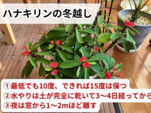 ハナキリンを冬越しさせるコツ3つ
