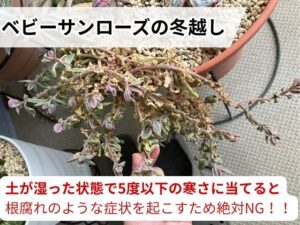 ベビーサンローズの冬越しでやってはいけないこと
