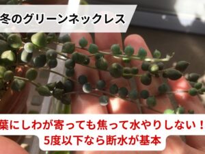 グリーンネックレスの冬越しのコツ