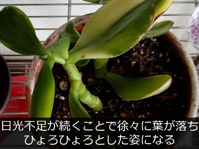 日光不足により葉が落ちて徒長したカネノナルキ 日光不足により葉が落ちて徒長したカネノナルキ