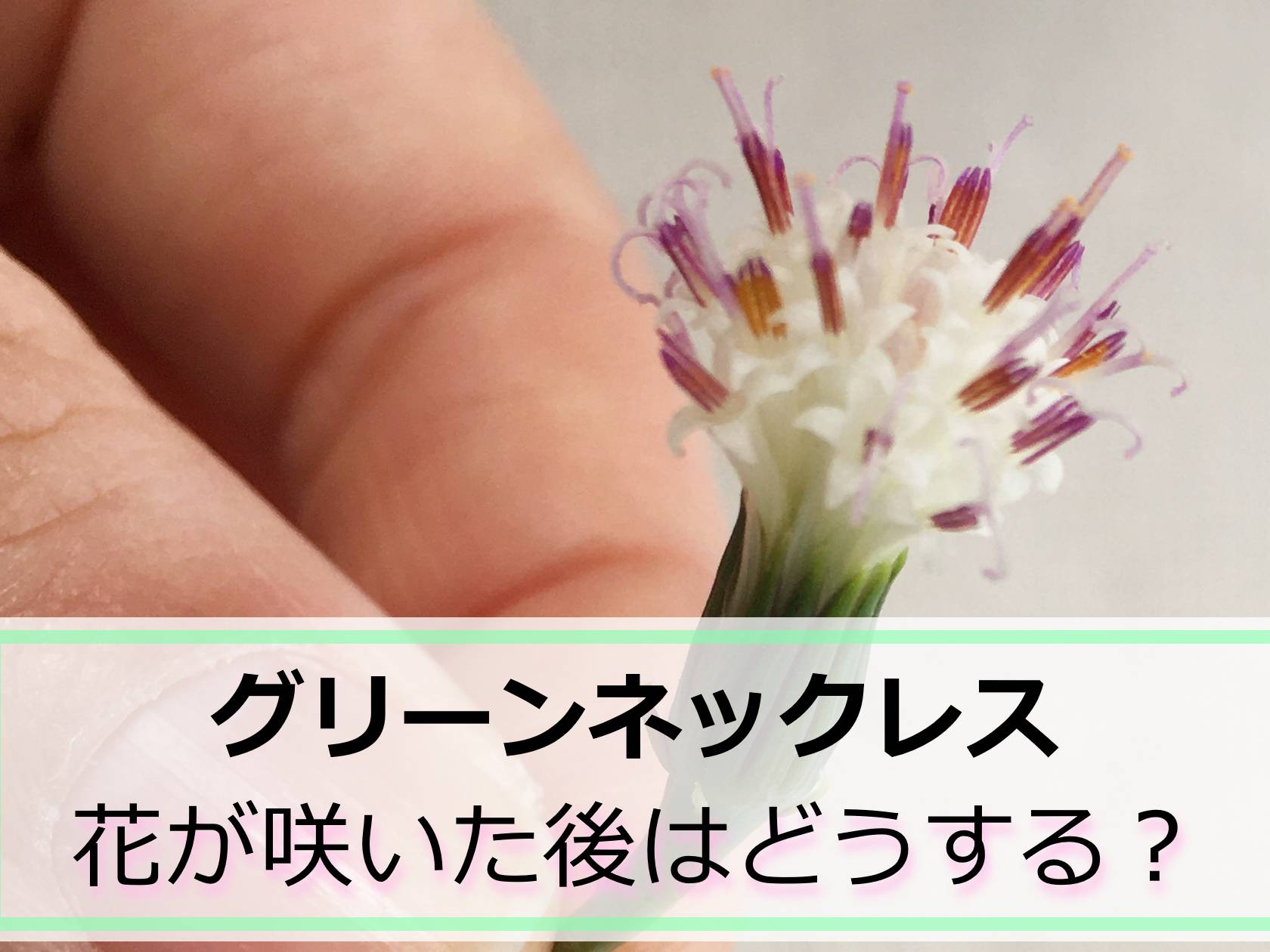 グリーンネックレスの花