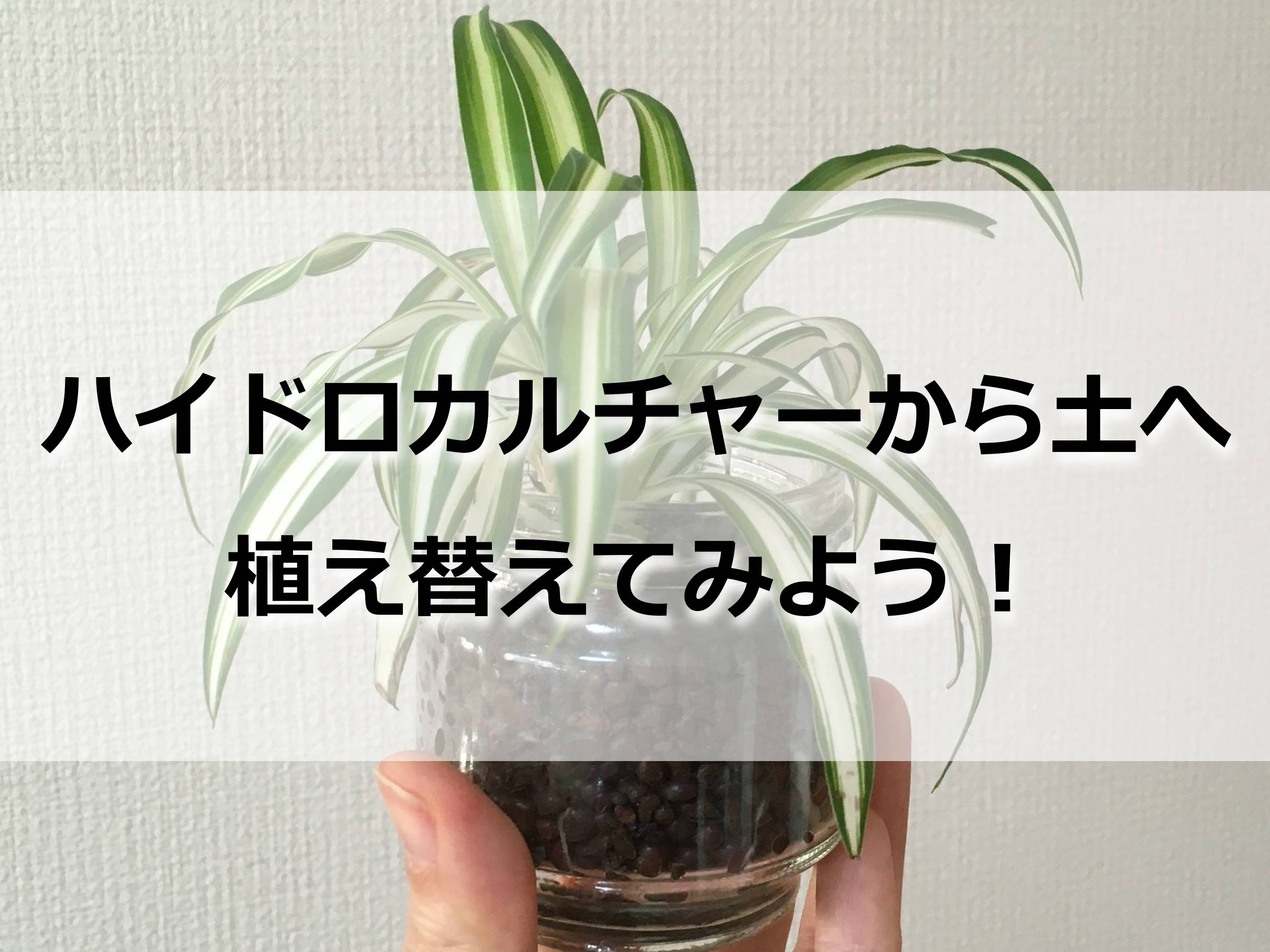 ハイドロカルチャーの植物を土に植え替える方法 Komame Topics