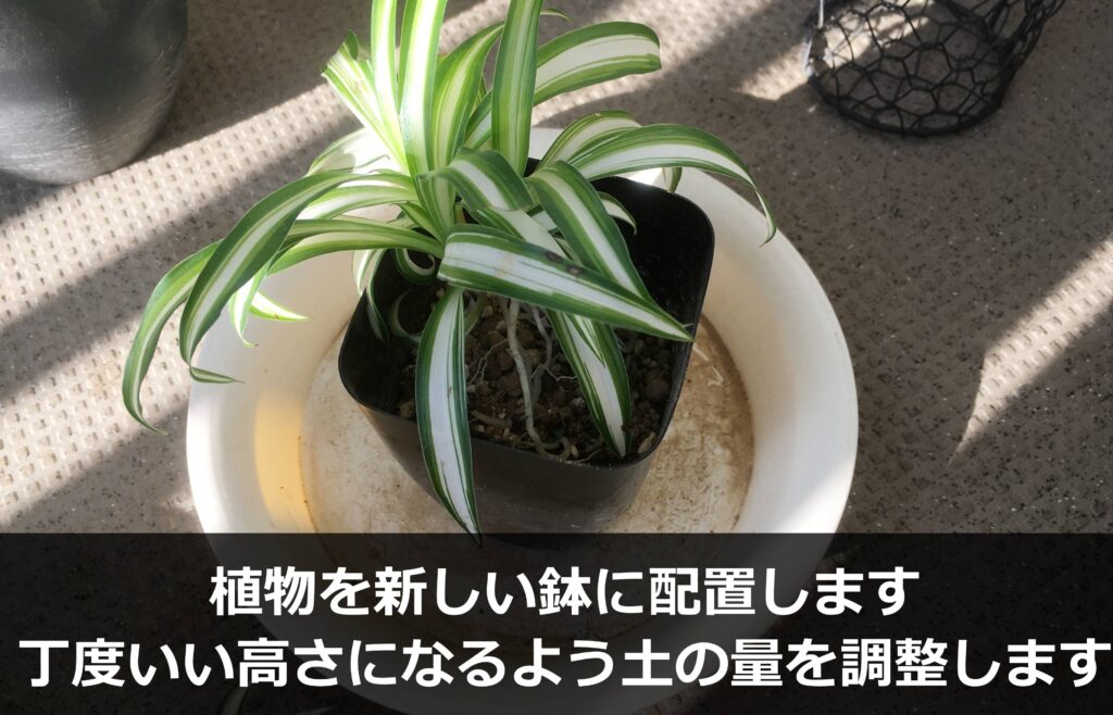 ハイドロカルチャーから土へ植え替え中