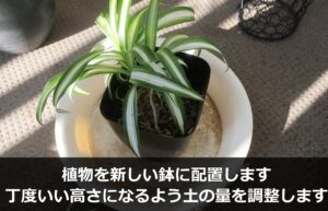オリヅルランの子株