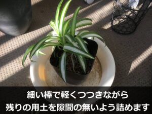 オリヅルランの子株