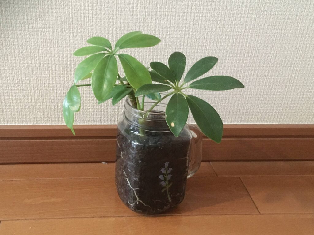 ハイドロカルチャーに植え付けて約半年経過したカポック