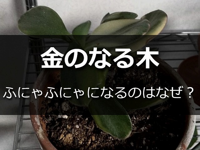 金のなる木