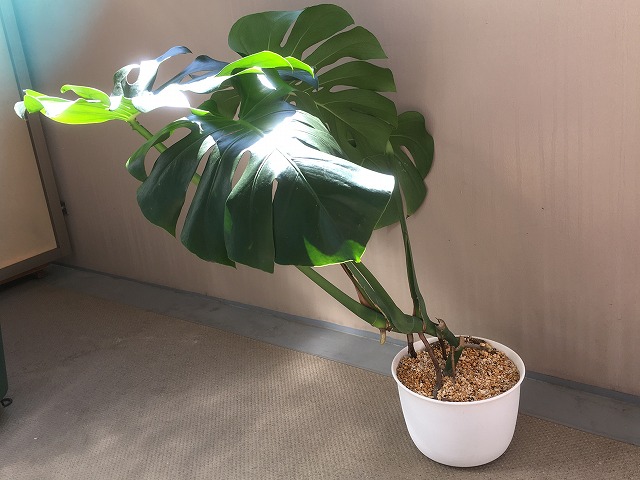 植え替え前のモンステラ