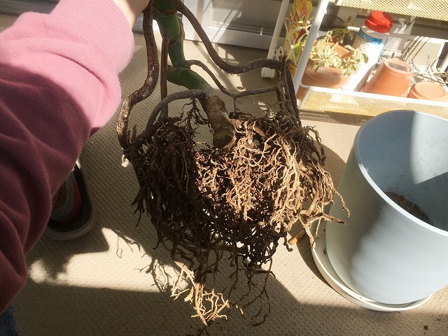 ほぐした後のモンステラの根鉢