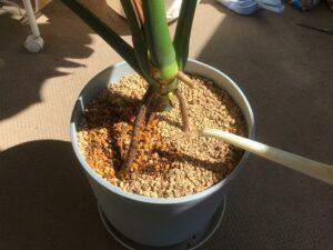 モンステラ植え替え後の水やり