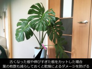 植え替え後のモンステラ