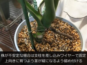 支柱を立てたモンステラの株元