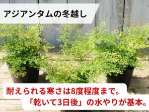 アジアンタムの冬越し方法